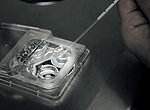 Blastocyst transfereringer og assisted hatching